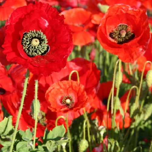 American Legion Flanders Field Poppy Blooms