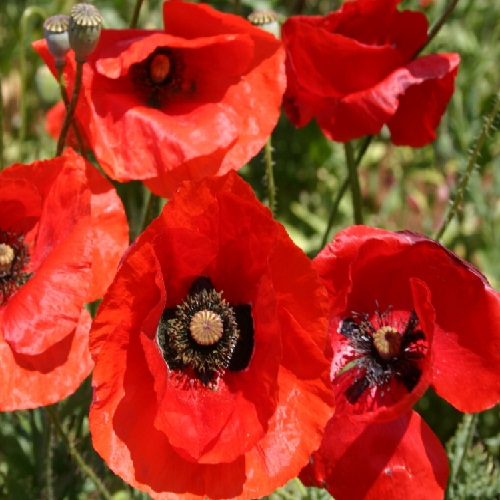 Poppy Seed Germination and Sprouting Stage