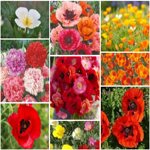 https://thesacredmeadow.com/Poppy/image_1781983723566