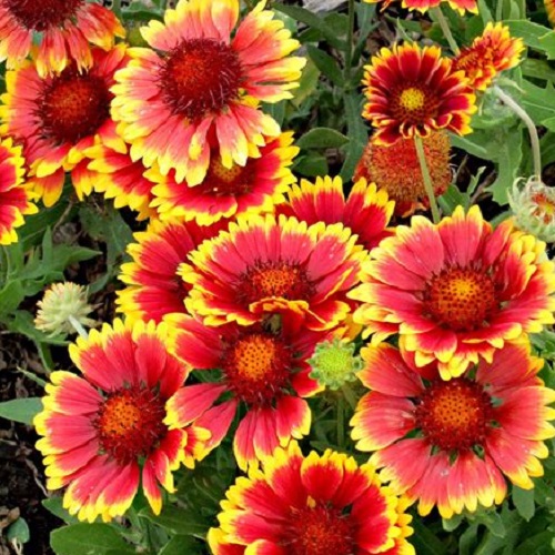Blanketflower