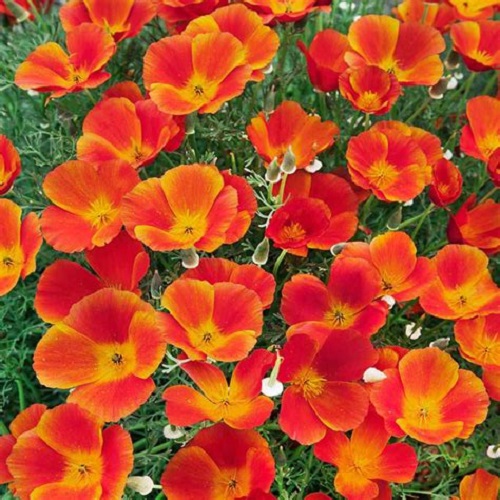 California Poppy - Mikado