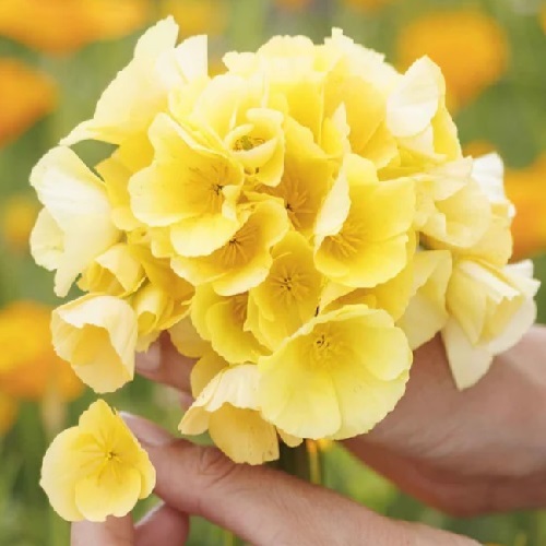 California Poppy - Chrome Queen