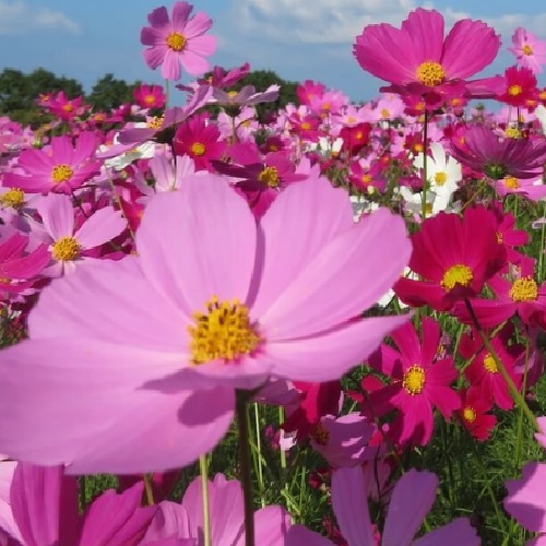 Cosmos – Sensation Mix