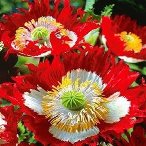 Poppy - Danish Flag