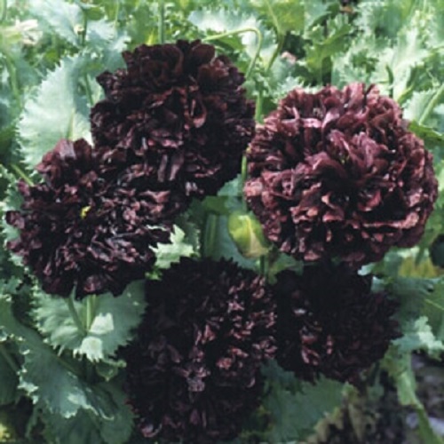 Double Black Peony Poppies