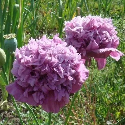 Poppy - Peony Double Purple