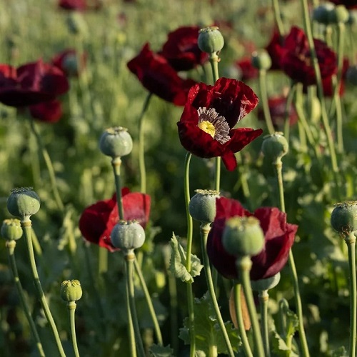 Poppy - English Maroon X