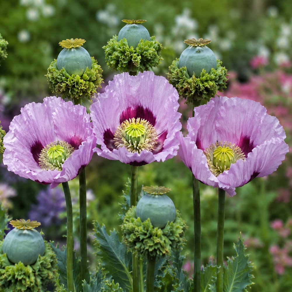 Poppy - Hens and Chicks