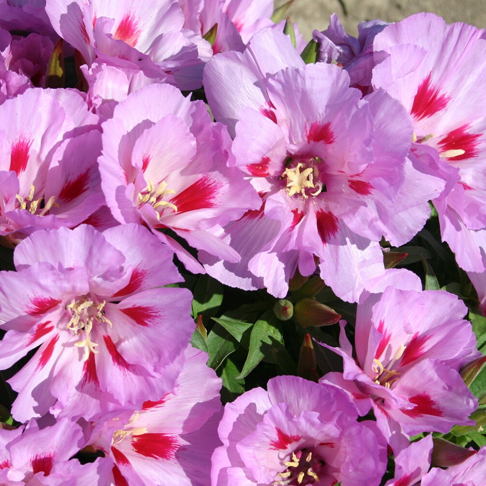 Lilac Godetia
