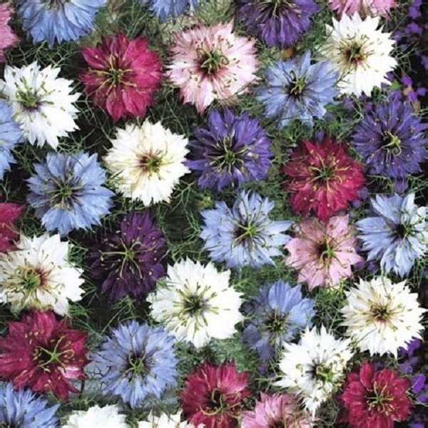 Love In A Mist Nigella Mix