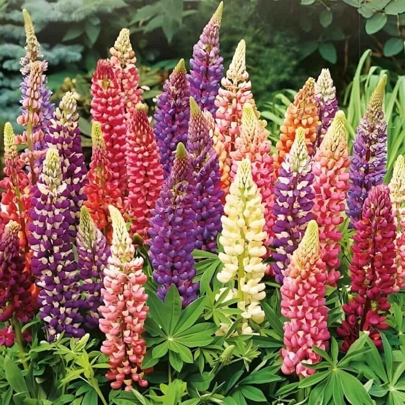 Lupine - Russell Mixed