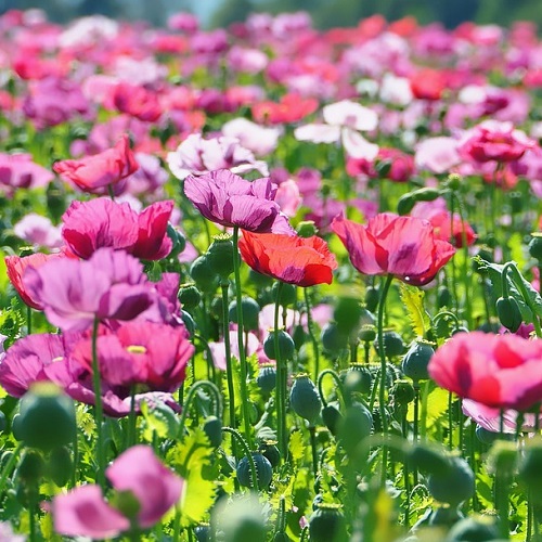 Poppy - Solid Hues X