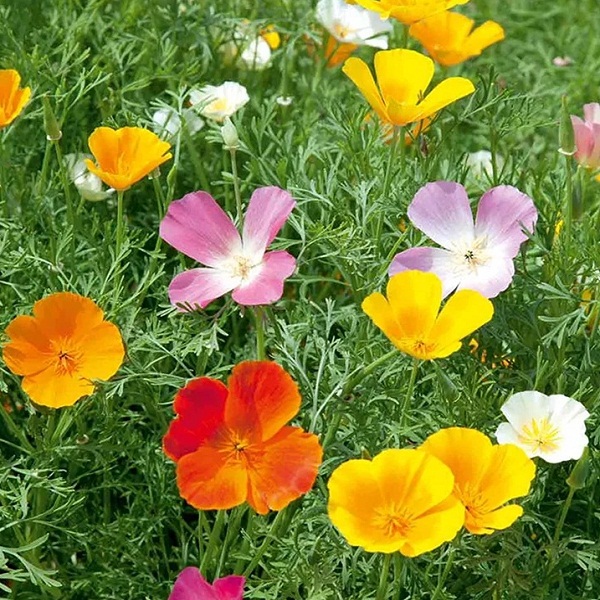 California Poppy - Mixed Colors