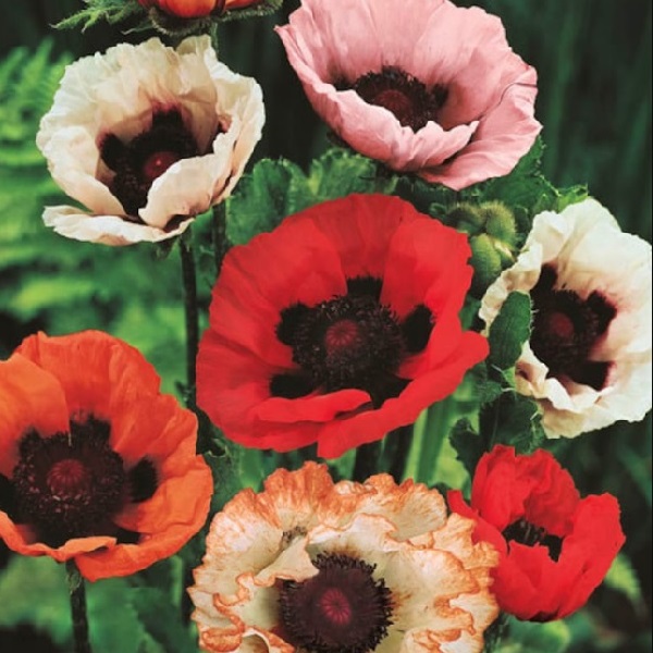 Poppy - Oriental Mixed Poppy