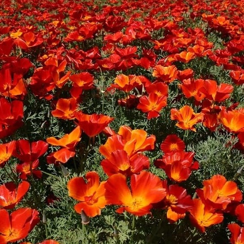 California Poppy - Red Chief