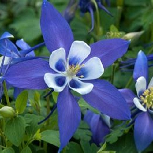 Columbine – Rocky Mountain Blue