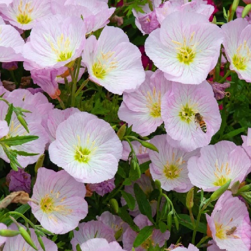 Primrose - Fancy Evening Pink
