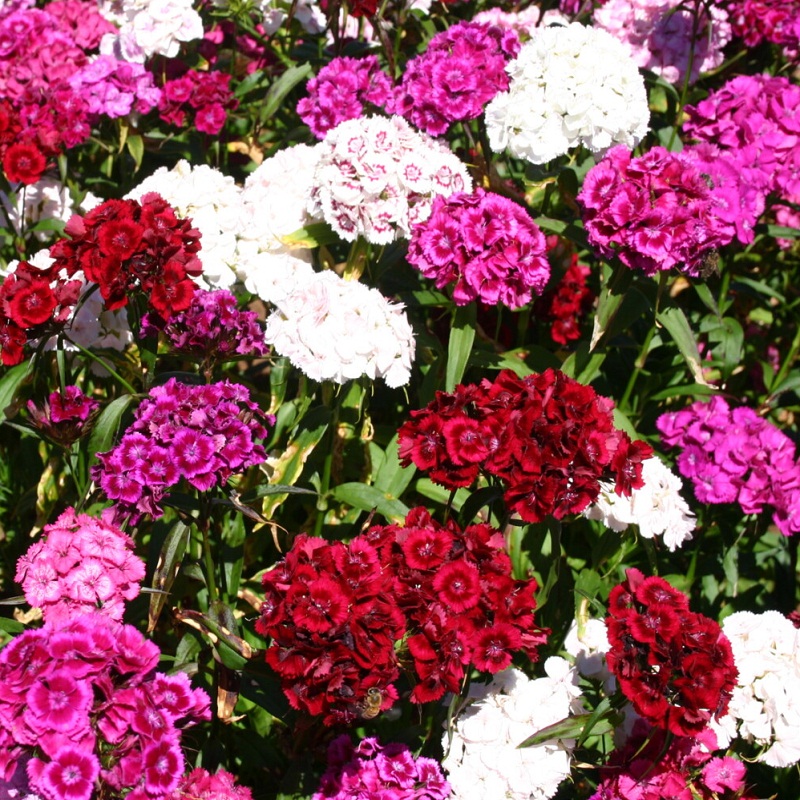 Dianthus - Sweet William Mix