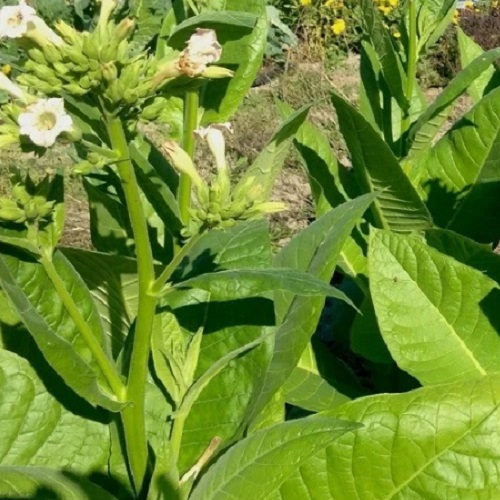 Sacred Aztec Ceremonial Tobacco