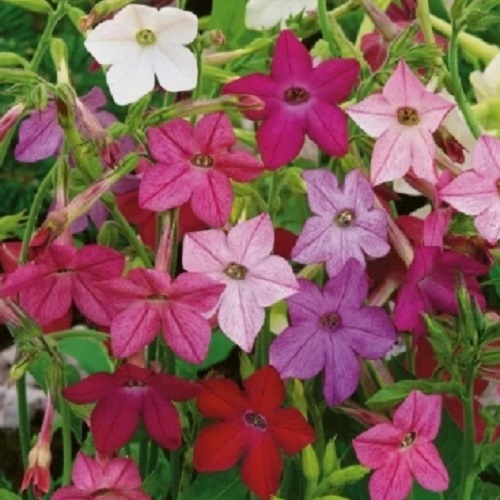 Flowering Jasmine Sensations Tobacco