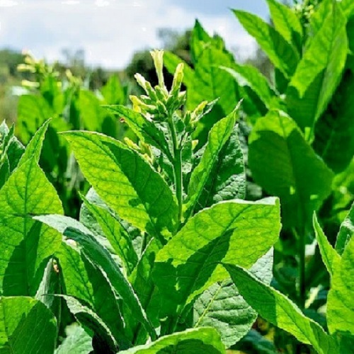 Sacred Ceremonial Mohawk Tobacco
