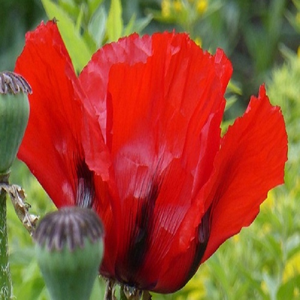Poppy - Turkish Tulip X