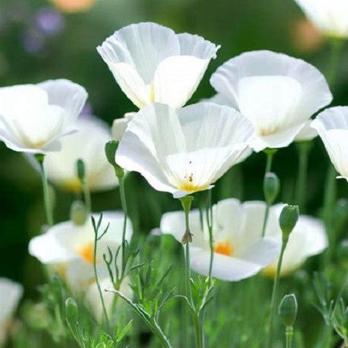 California Poppy - White Linen